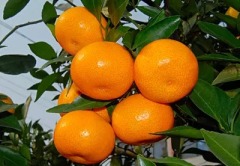 农福安康农家蜜桔 新鲜水果 蜜橘 柑橘 10斤