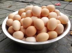 湖南农家散养新鲜土鸡蛋青壳鸡蛋（30牧箱装）